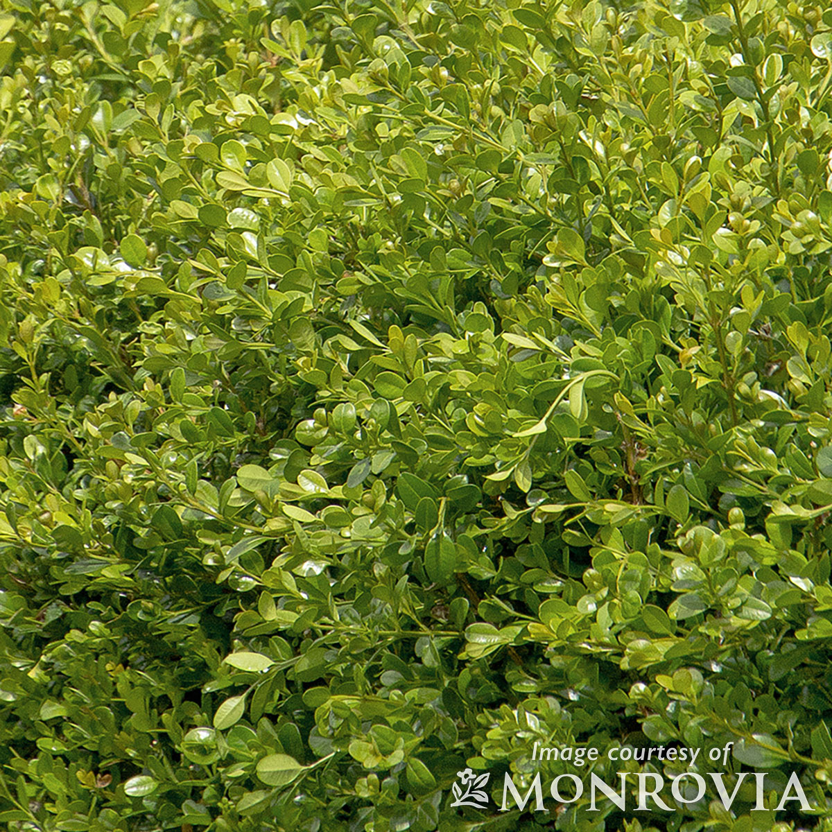 Buxus m. Winter Gem 10gal Globe Boxwood