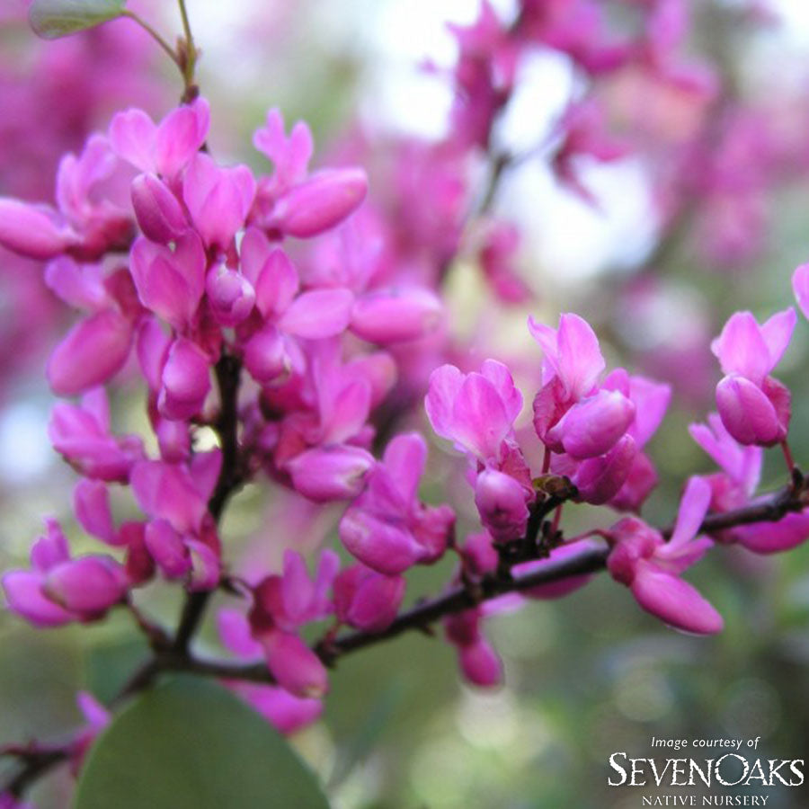 Cercis occidentalis 3gal Native Redbud