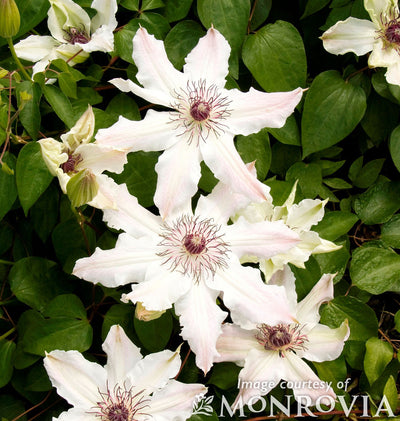 Clematis Vancouver Fragrant Star 5gal