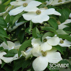 Cornus kousa x nuttallii Starlight 20gal Dogwood tree 1.25in cal