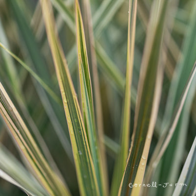 Cordyline Torbay Dazzler 2gal