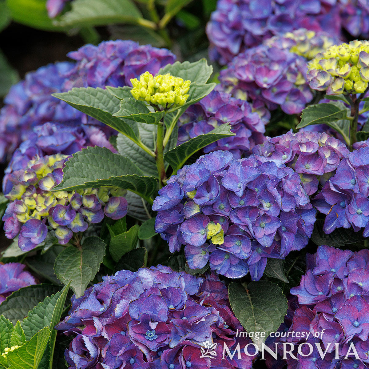 Hydrangea m. Newport 2gal Seaside Serenade
