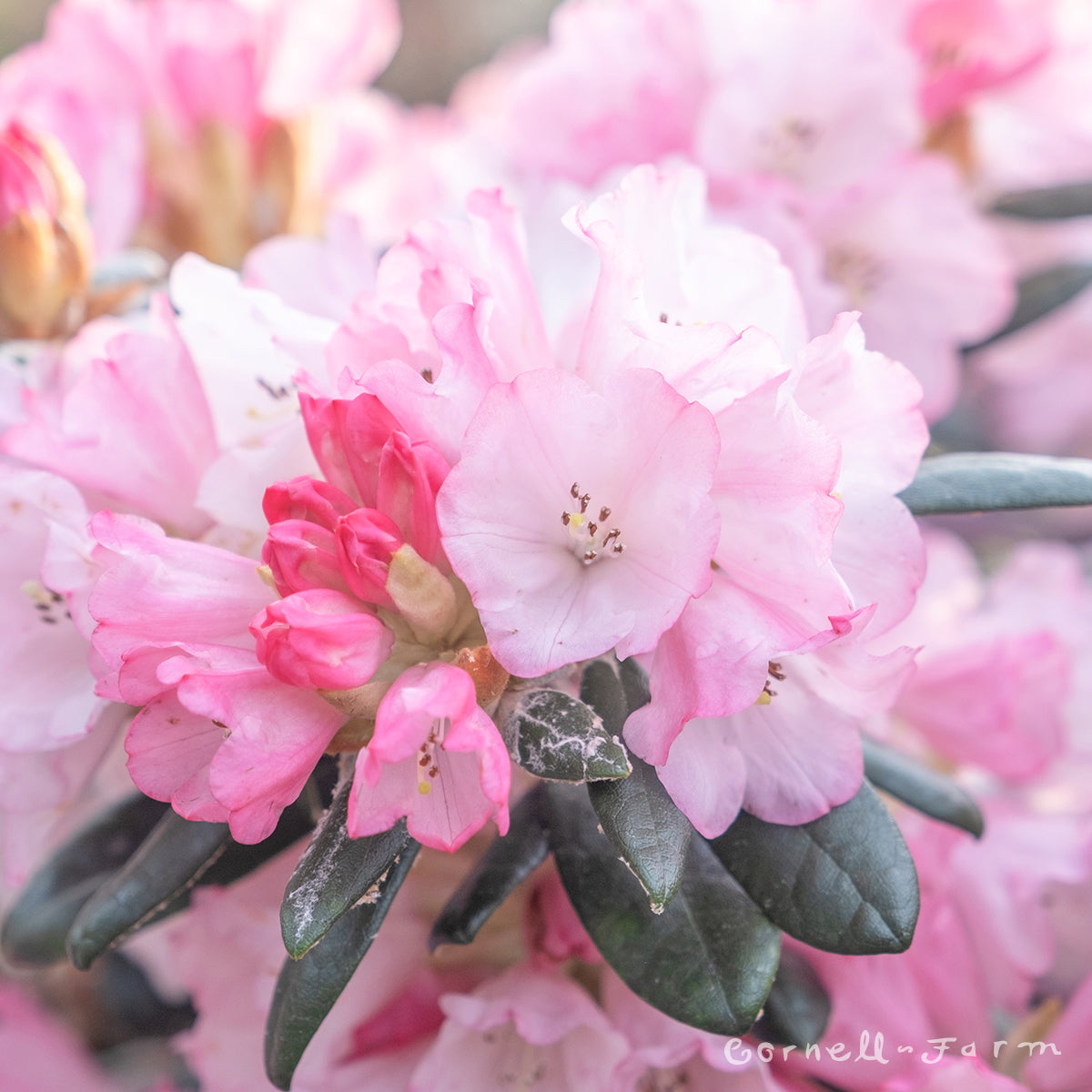 Rhododendron Queen Bee 7gal