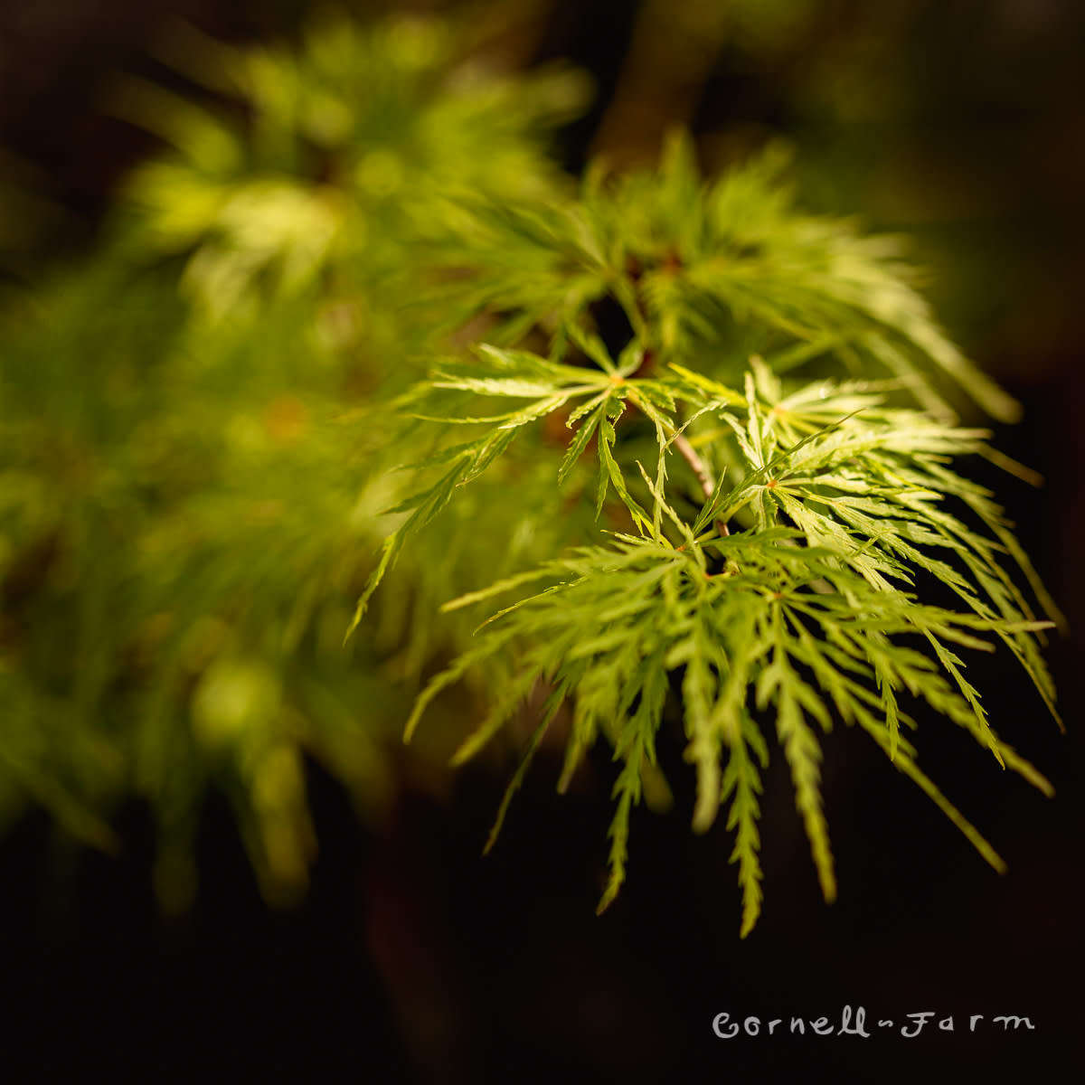 Acer p. Seiryu 3/4 ft Japanese Maple