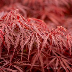 Acer p. Tamukeyama 15gal Dwarf Japanese Maple WS