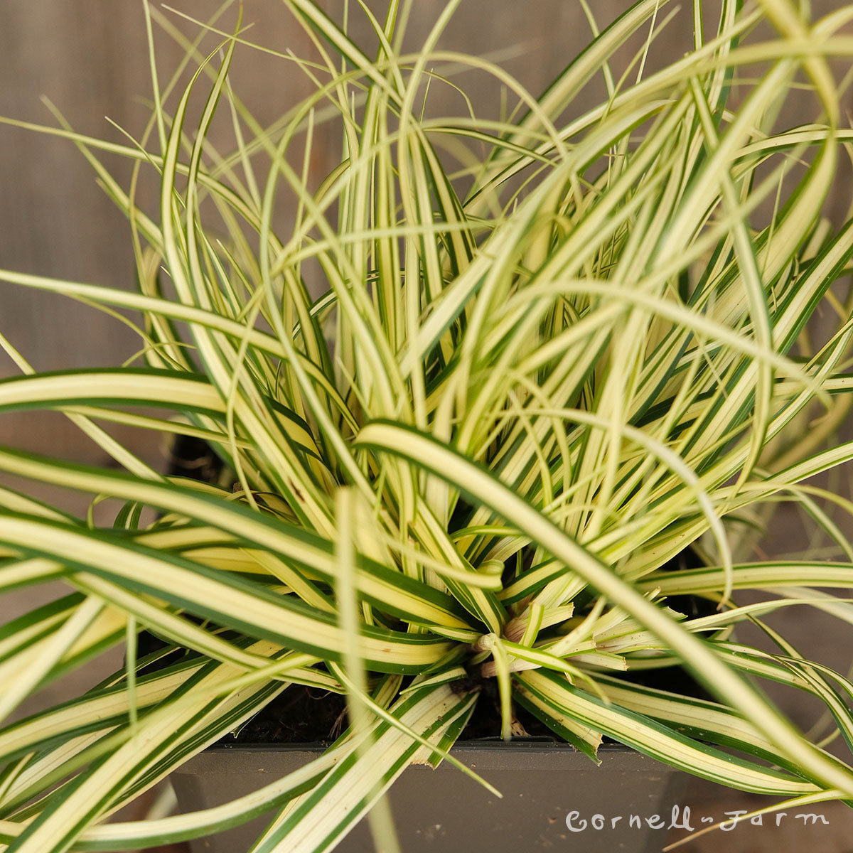 Carex morrowii Evergold 1gal