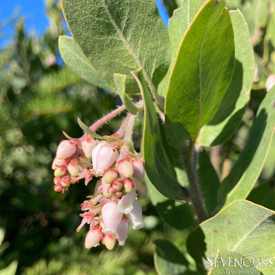 Arctostaphylos columbiana 1gal. Hairy Manzanita