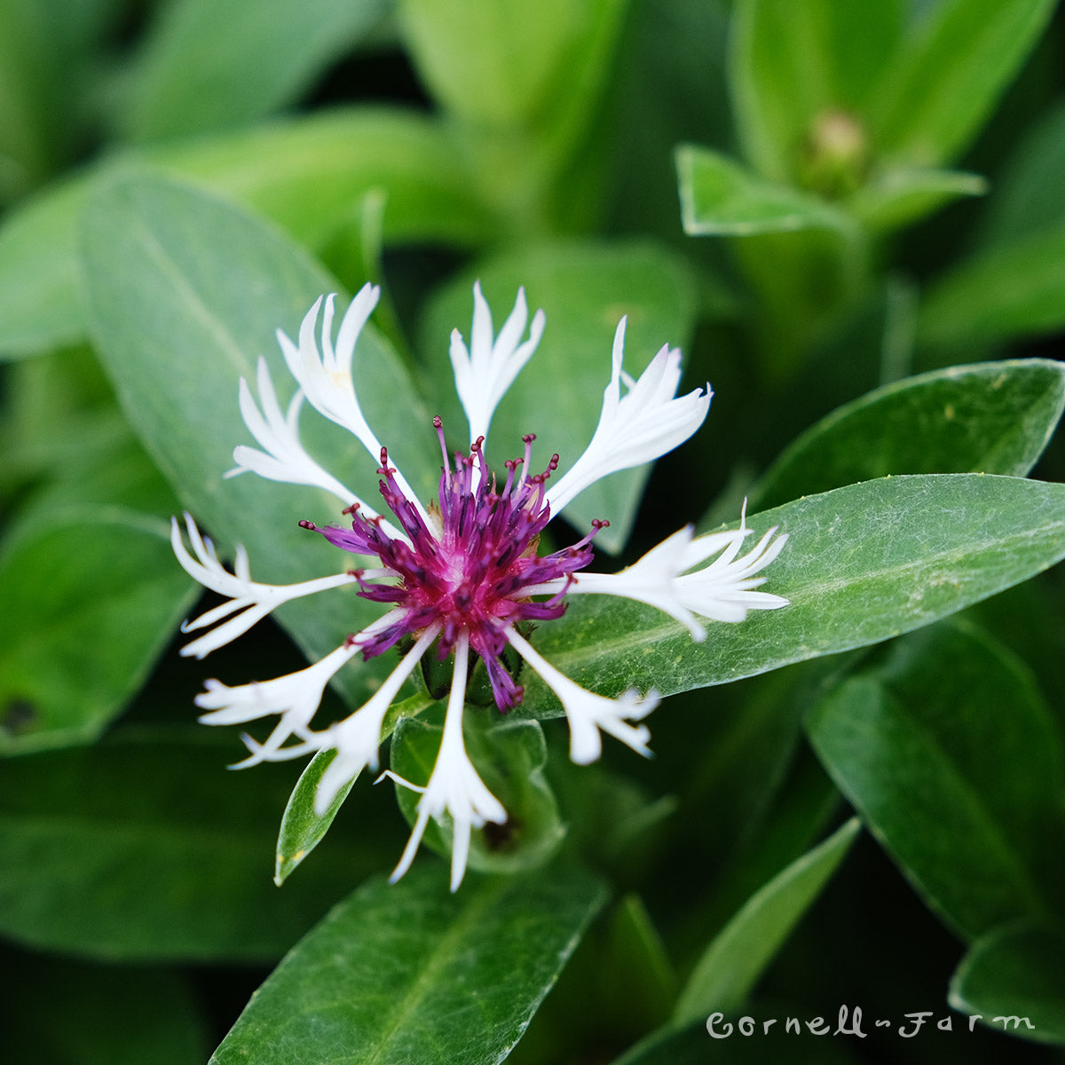 Centaurea m. Amethyst in Snow 2gal CF