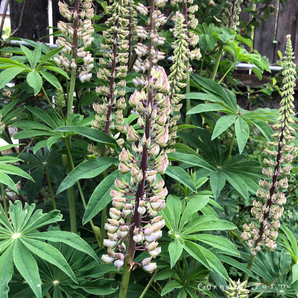 Lupinus polyphyllus 4in Big Leaf Lupine