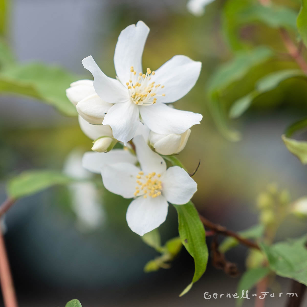 Philadelphus Blizzard 2gal Mock Orange