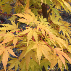 Acer p. Sangokaku 25gal Coral bark Japanese Maple