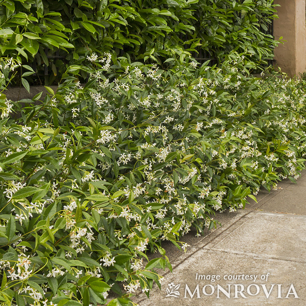 Trachelospermum jasminoides 15gal ESP Star Jasmine