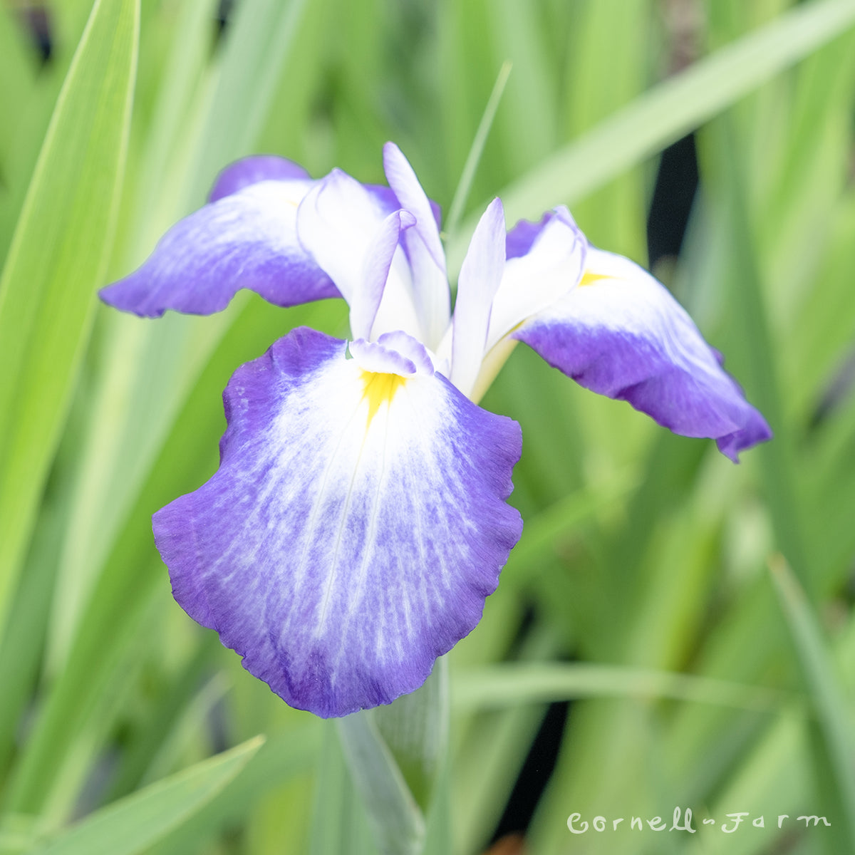 Iris ensata Gracieuse 1gal
