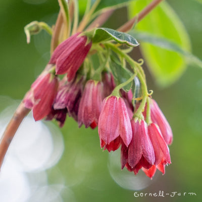 Enkianthus camp Jan Iseli Red 3gal