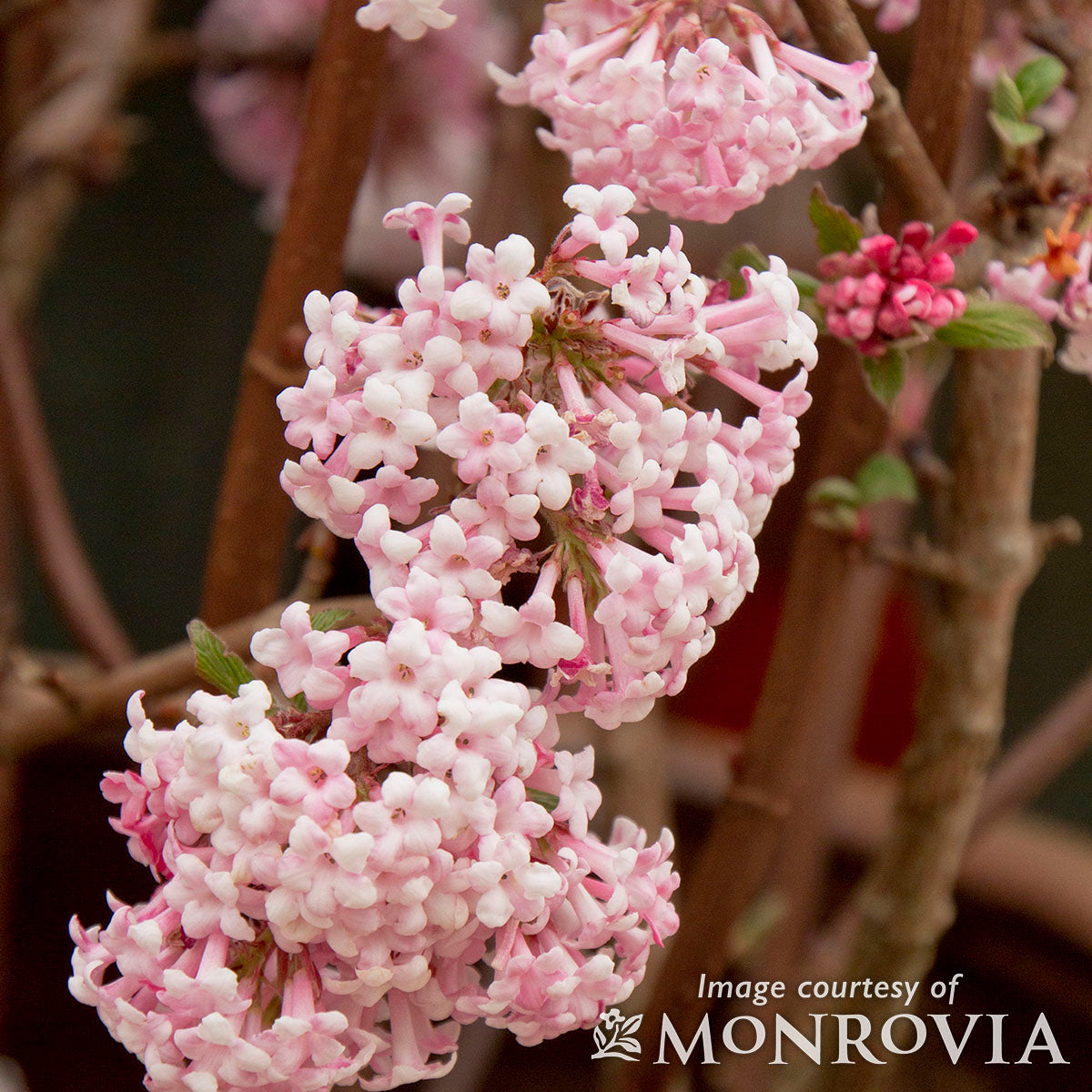 Viburnum x bodnantense Pink Dawn 2gal