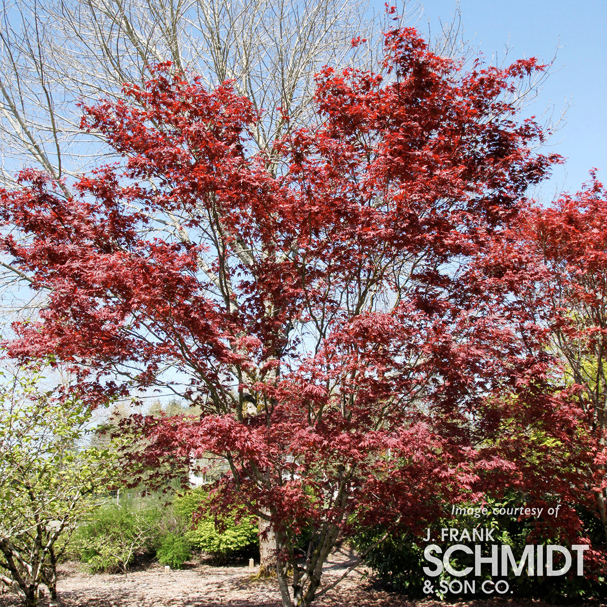 Acer p. Bloodgood 15gal Japanese Maple