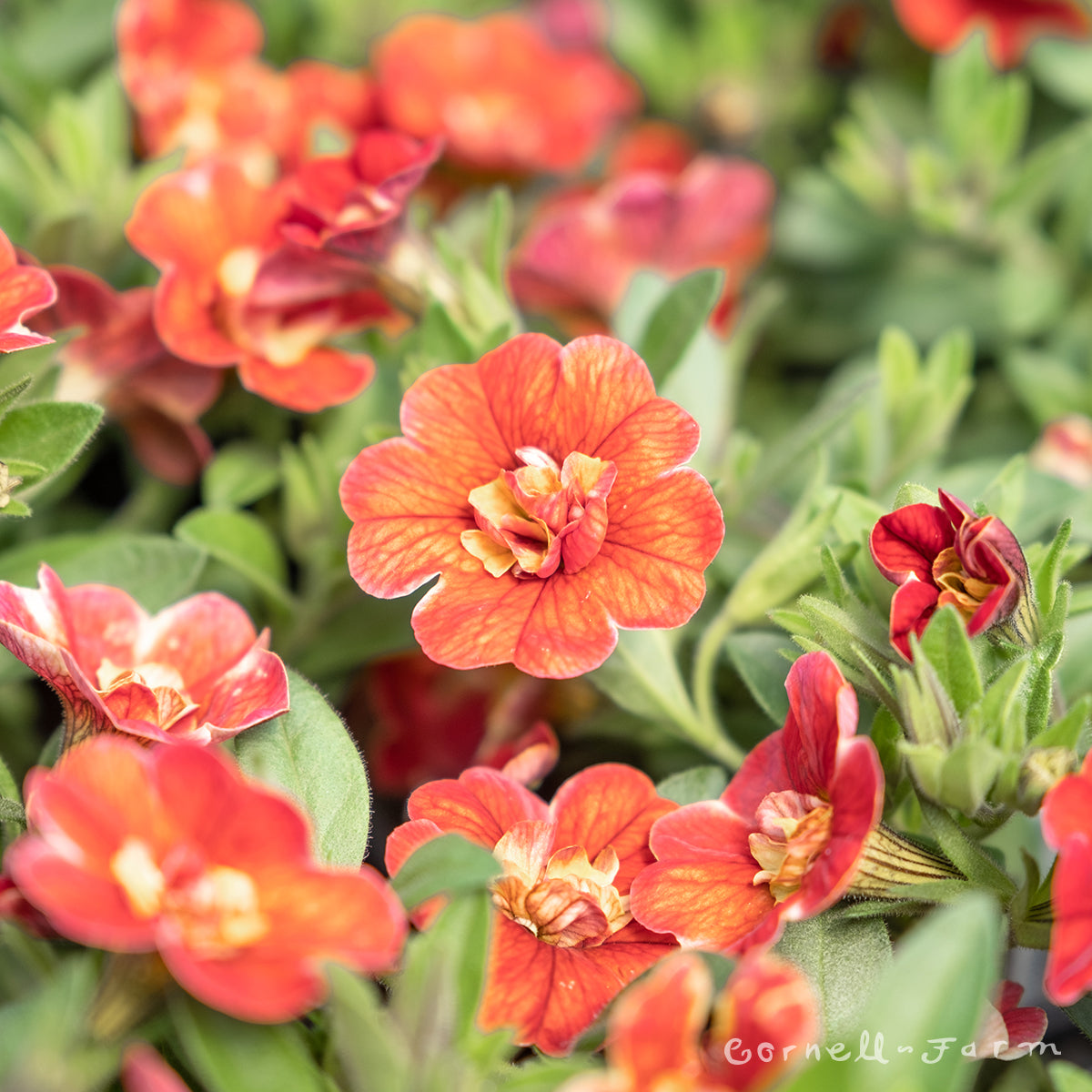 Calibrachoa Uno Orange Flame 4.25in MF-CF