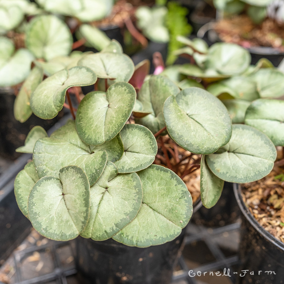 Cyclamen coum Qrt Hardy Cyclamen