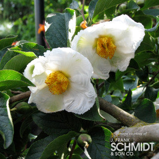 Stewartia pseudocamellia Japanese Stewartia 5-6ft