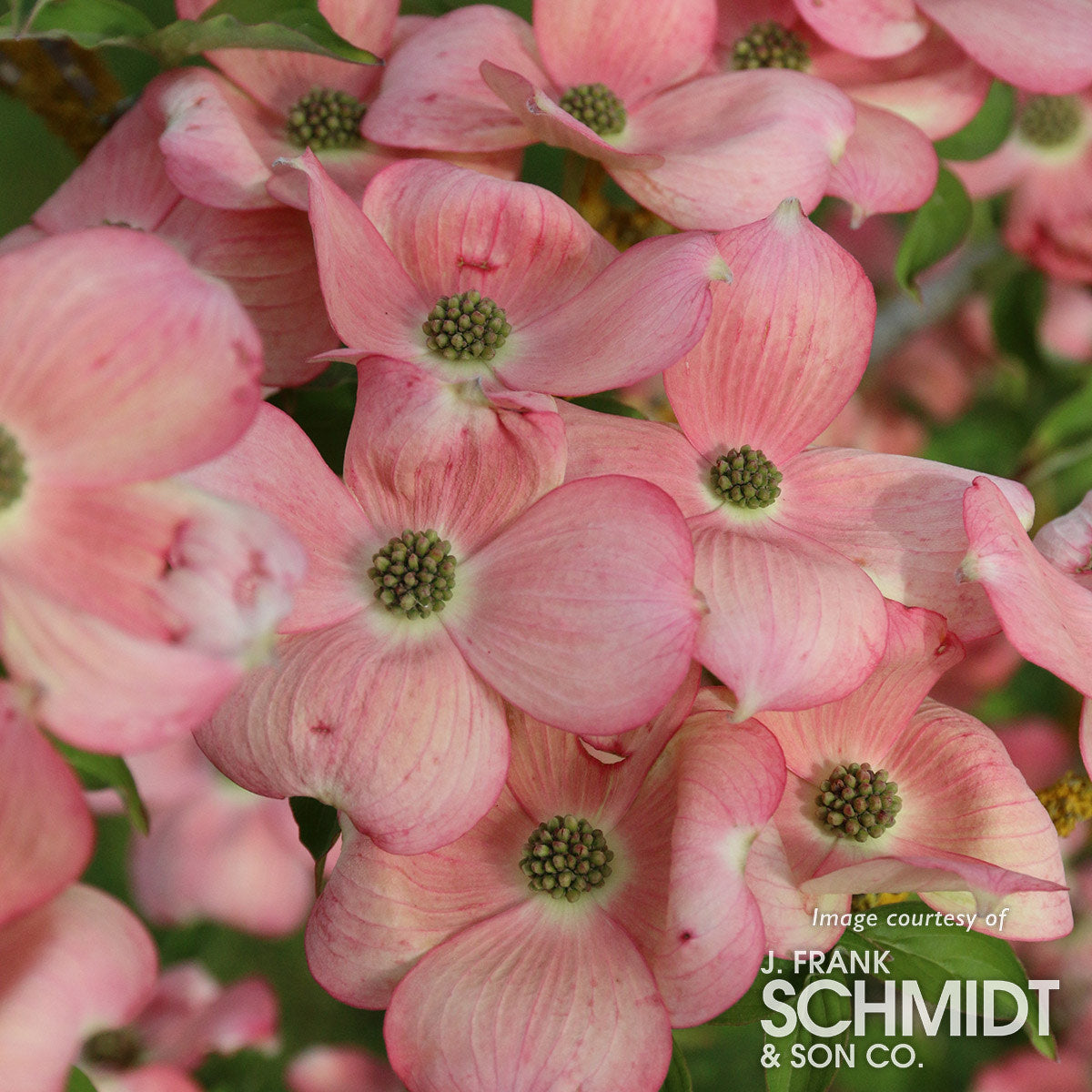 Cornus x Stellar Pink 15gal 6-7ft Dogwood Tree