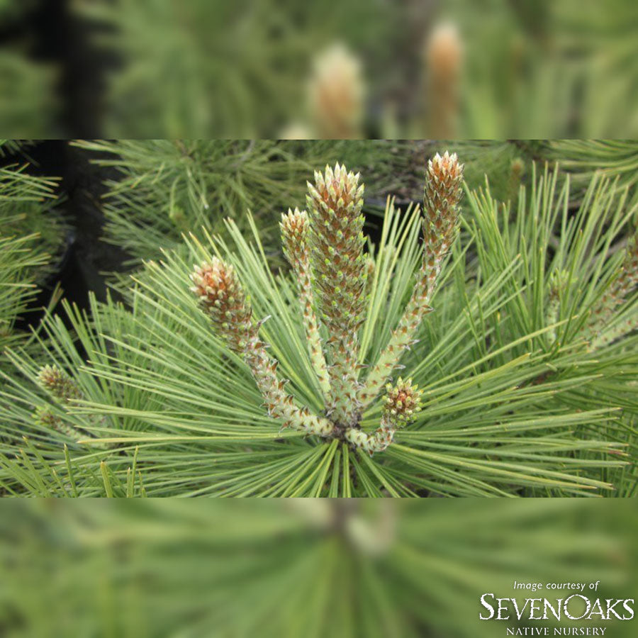 Pinus jeffreyi 5gal Jeffrey Pine