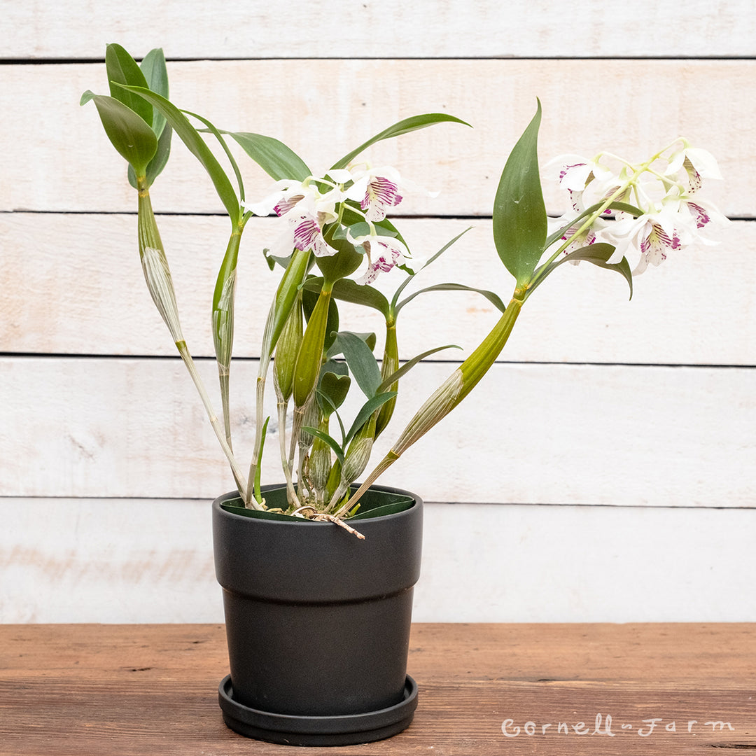 Orchid Latouria Dendrobium 4in – Cornell Farm