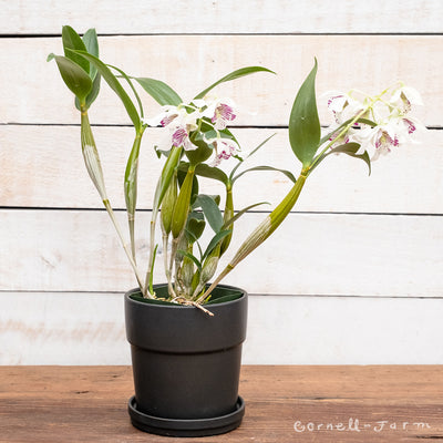 Orchid Latouria Dendrobium 4in