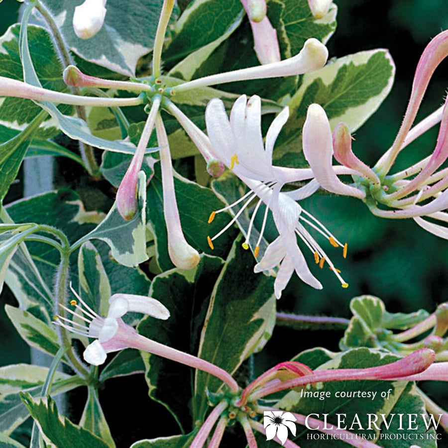 Lonicera p. Harlequin 2gal Honeysuckle