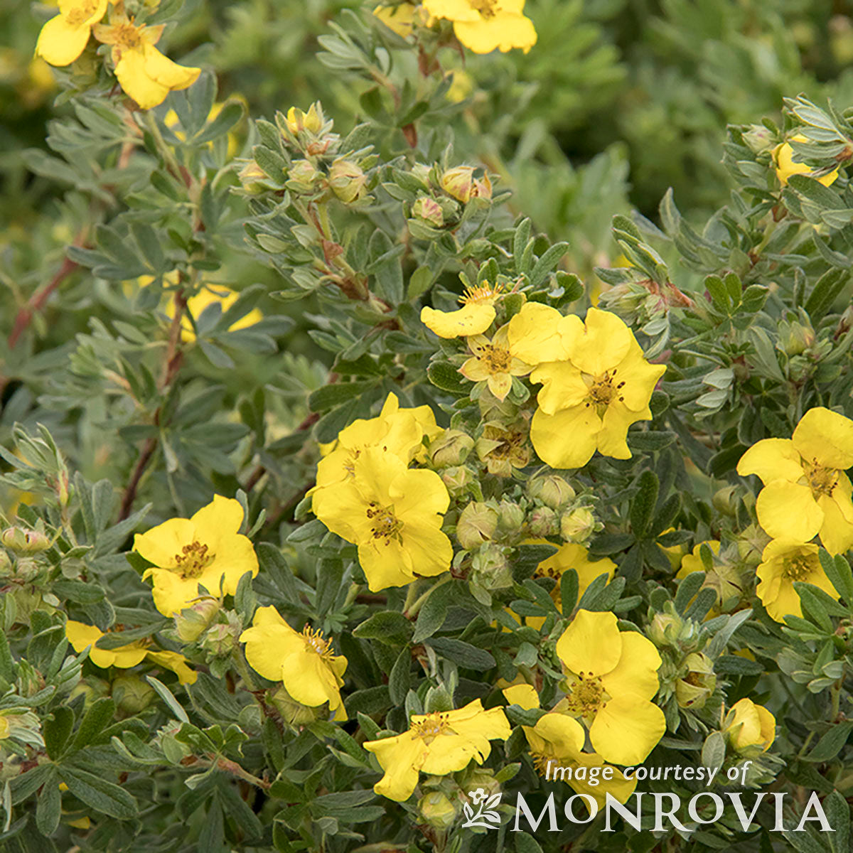 Potentilla Cheesehead 2gal Cinquefoil