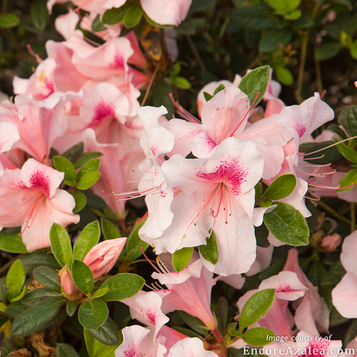 Azalea Autumn Chiffon 3gal Encore