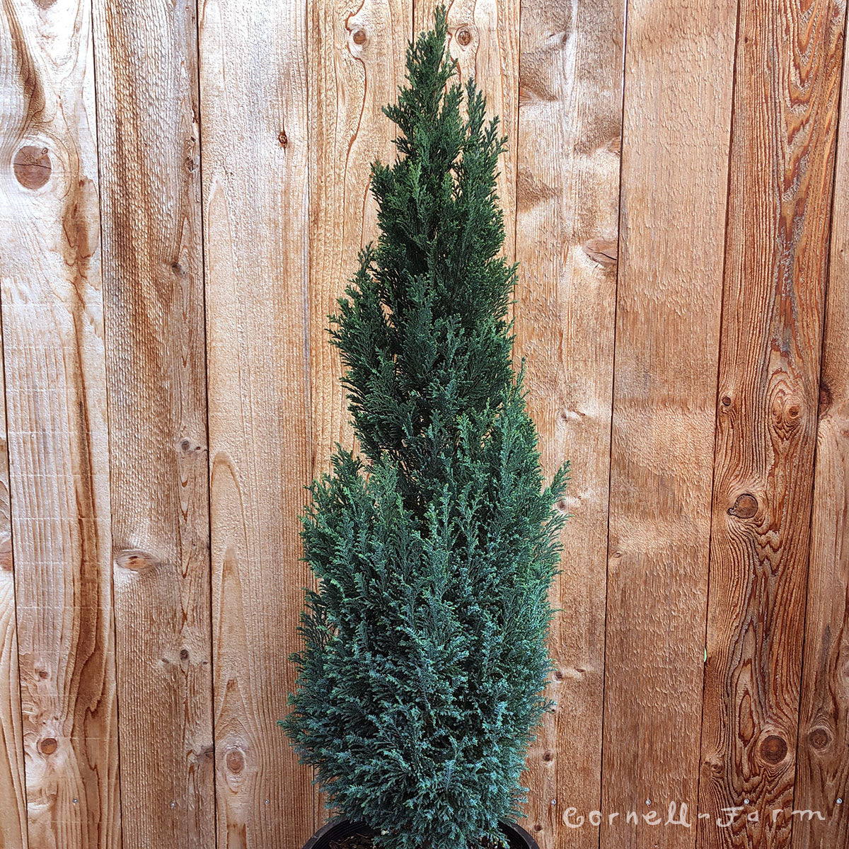 Chamaecyparis l. Snow White 2gal Lawson Cypress