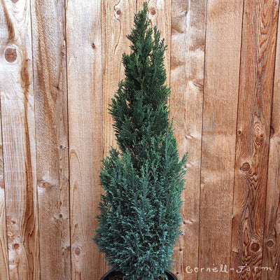 Chamaecyparis l. Snow White 2gal Lawson Cypress