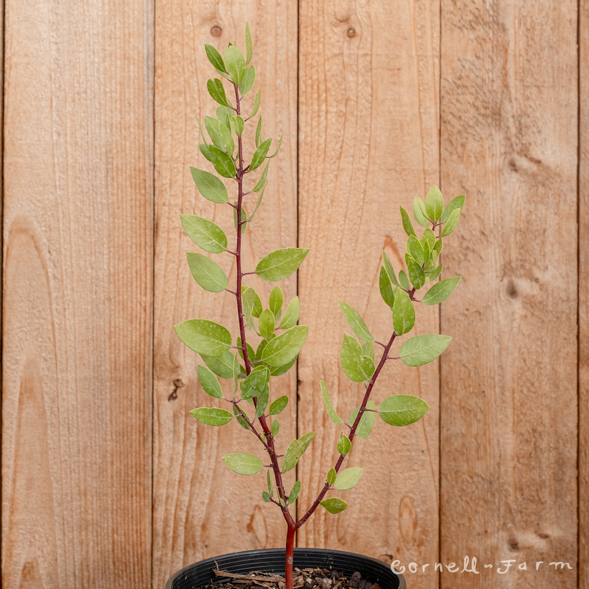 Arctostaphylos m. Harmony 1gal Manzanita