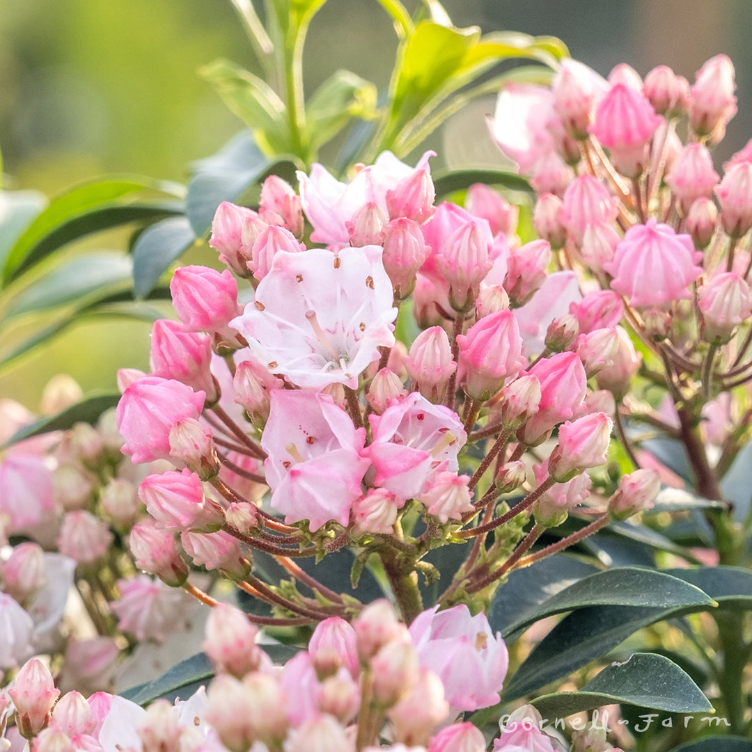 Kalmia latifolia Elf 20gal Dwarf Mountain Laurel – Cornell Farm