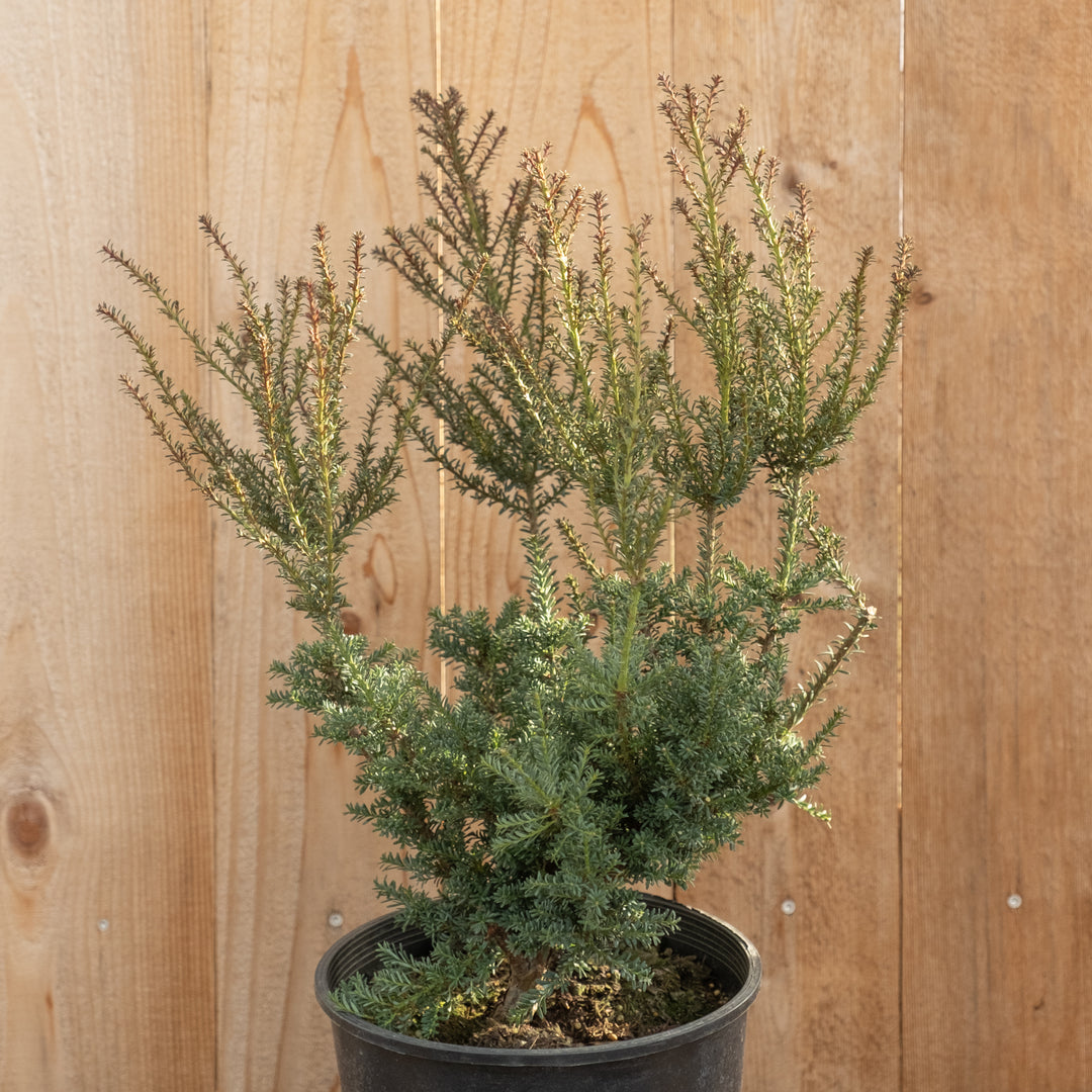 Podocarpus x Red Tip 2gal Mountain Plum Pine – Cornell Farm
