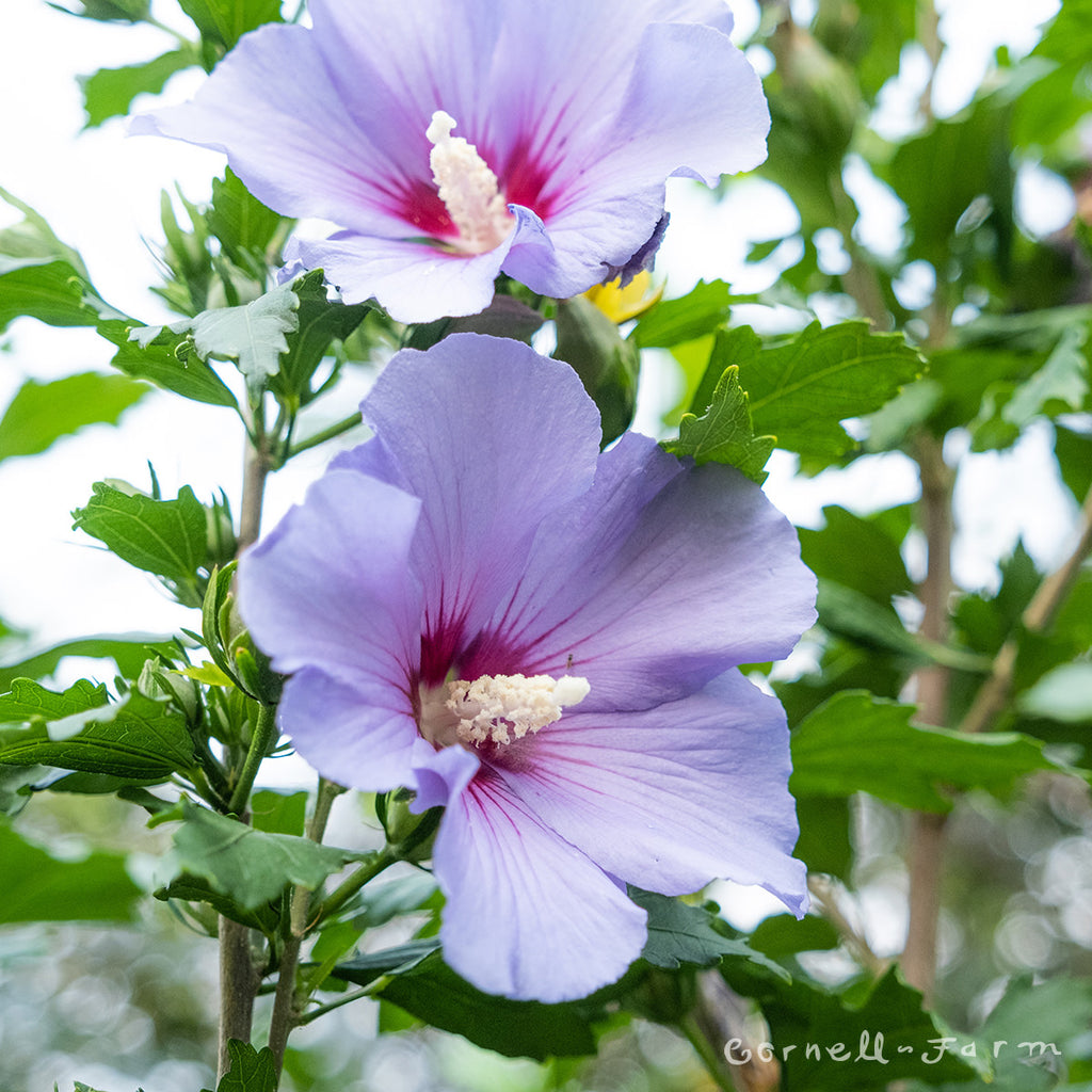 Hibiscus s. Blue Satin 6gal Hardy Rose of Sharon – Cornell Farm
