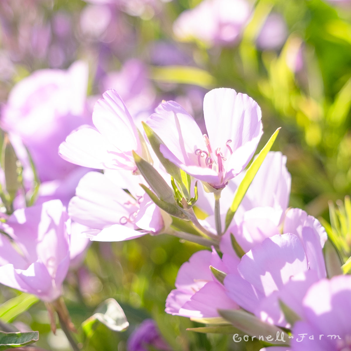 Clarkia amoena