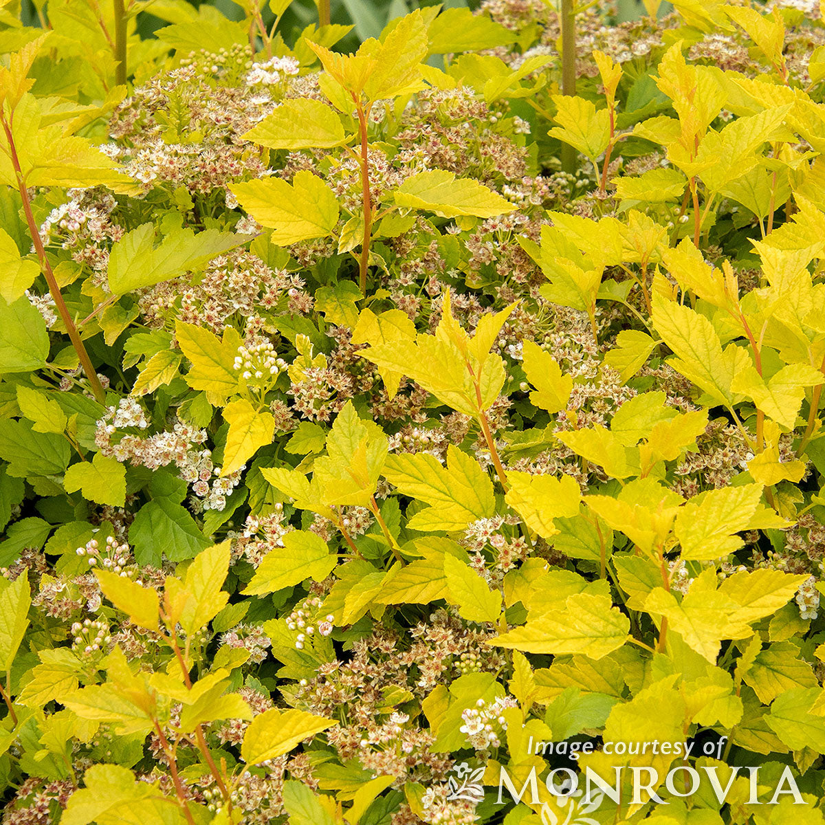 Physocarpus Raspberry Lemonade 2gal Ninebark