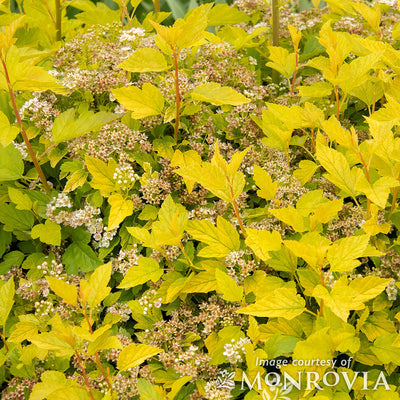 Physocarpus Raspberry Lemonade 2gal Ninebark