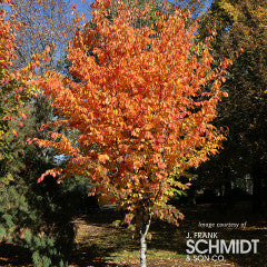 Parrotia persica Inge's Ruby Vase 25gal 1.5 in – Cornell Farm