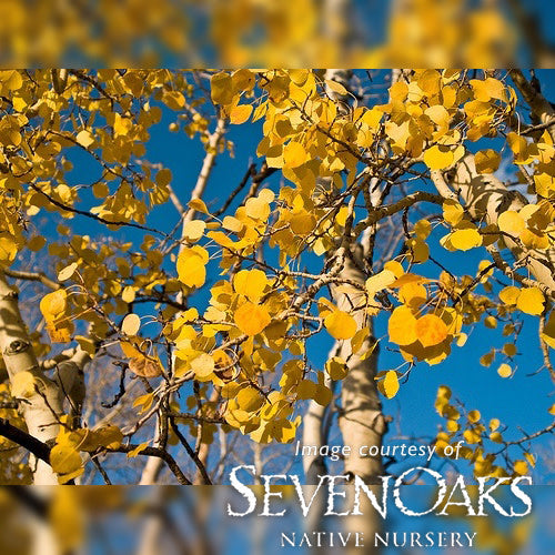Populus tremuloides 7gal clump Quaking Aspen