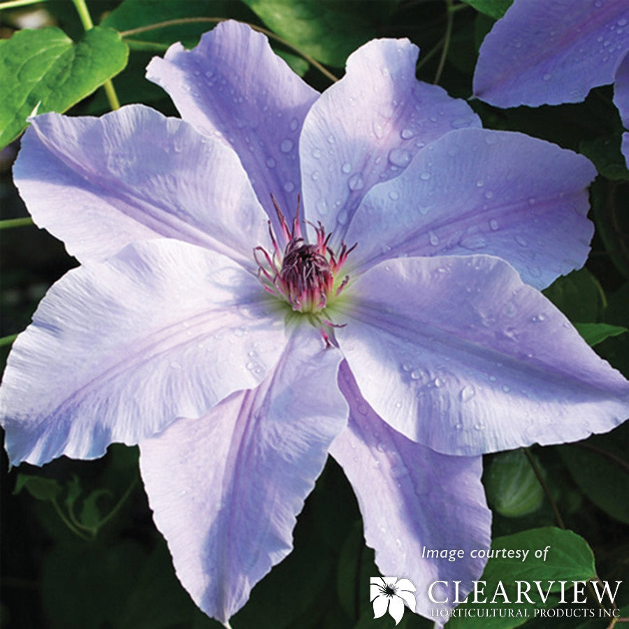 Clematis Vancouver Deborah Dahl 1gal lavender