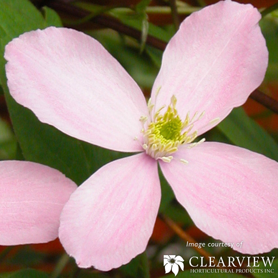 Clematis Montana Rubens 2gal