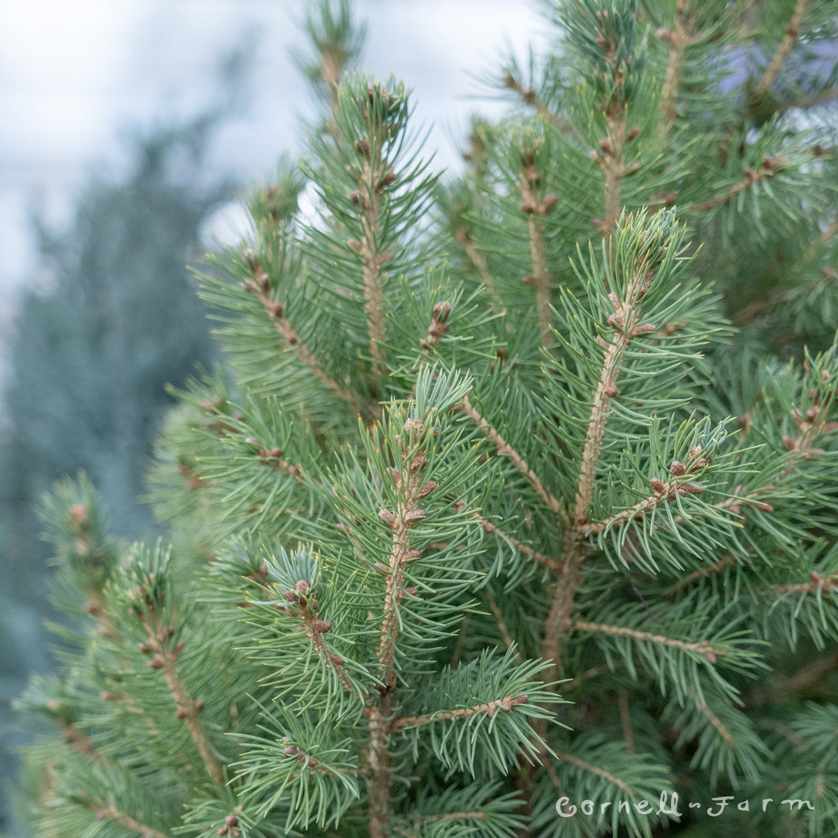 Picea glauca Big Berta 6gal White Spruce