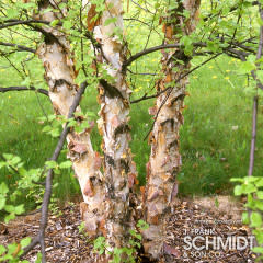 Betula nigra 15gal 5-6ft multitrunk Heritage Birch