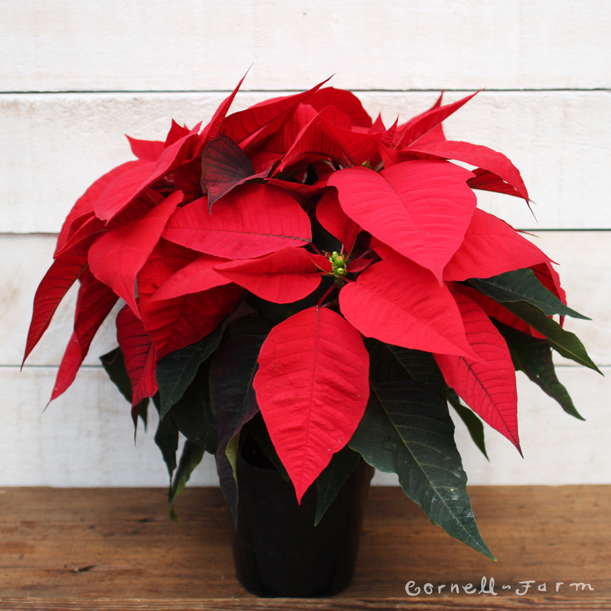 Poinsettia 4in