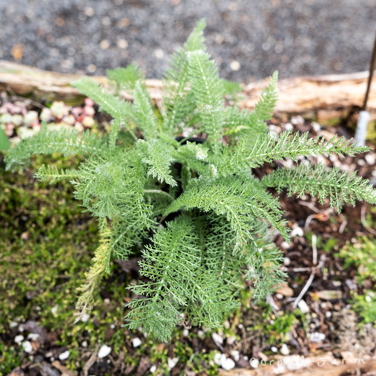 Achillea millefolium 4.25in Wild Yarrow CF