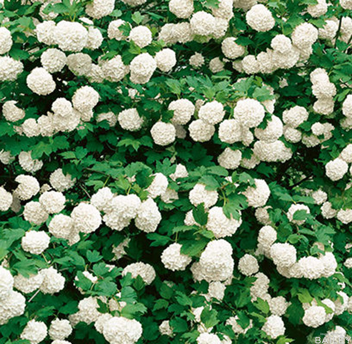 Viburnum opulus Roseum/Sterile 5gal PT Snowball Viburnum Patio Tree
