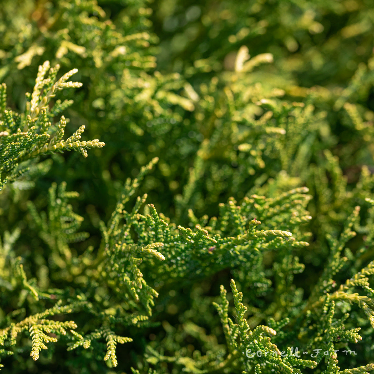 Thujopsis dolobrata Nana 2gal Elkhorn Cedar – Cornell Farm