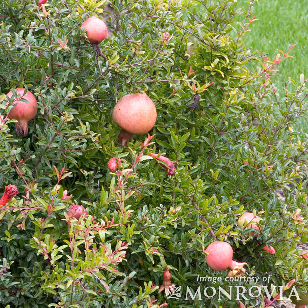 Punica granatum Nana 1gal Dwarf Pomegranate – Cornell Farm